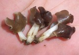 Helvella compressa image