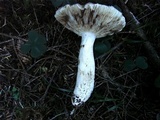 Russula aeruginea image