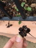 Cyathus stercoreus image