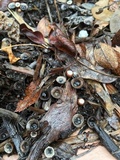 Cyathus stercoreus image