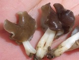 Helvella compressa image