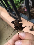 Cyathus stercoreus image