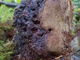 Fomitiporia tsugina image