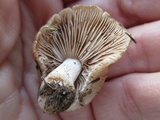 Hebeloma arenosum image
