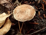 Inocybe flocculosa image