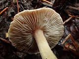 Inocybe flocculosa image