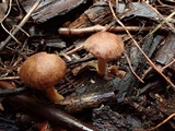 Inocybe obscurobadia image