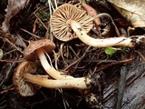 Inocybe obscurobadia image