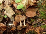 Inocybe obscurobadia image