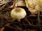 Inocybe phaeodisca image