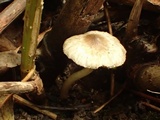 Inocybe phaeodisca image