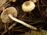 Inocybe phaeodisca image