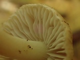 Inocybe phaeodisca image