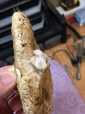 Lactarius resimus image