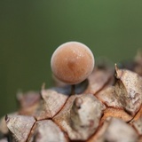 Baeospora myosura image