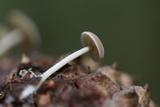 Baeospora myosura image