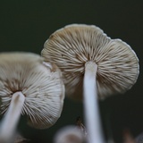 Baeospora myosura image