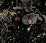 Inocybe cincinnata image