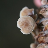 Baeospora myosura image