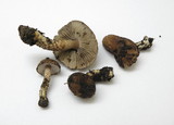 Inocybe cincinnata image