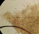 Inocybe cincinnata image