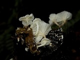 Hemimycena candida image