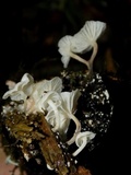Hemimycena candida image