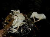 Hemimycena candida image