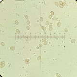Inocybe cincinnata image
