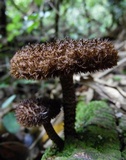 Lentinus stuppeus image