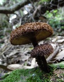 Lentinus stuppeus image