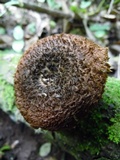 Lentinus stuppeus image