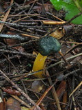 Leotia viscosa image