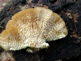 Trametopsis cervina image