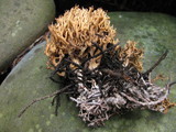 Phaeoclavulina myceliosa image