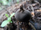 Geastrum fornicatum image