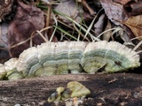 Trametopsis cervina image