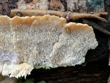 Trametopsis cervina image