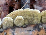 Trametopsis cervina image