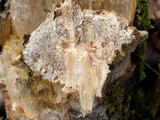 Trametes pubescens image