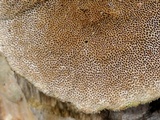Trametes pubescens image