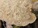 Trametes pubescens image