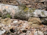 Trametes pubescens image