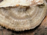 Trametes pubescens image