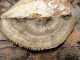 Trametes pubescens image