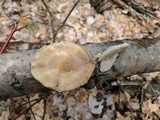 Trametes pubescens image