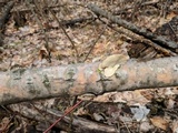 Trametes pubescens image