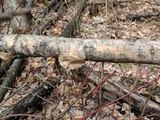 Trametes pubescens image