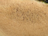 Steccherinum subrawakense image