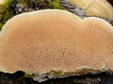 Steccherinum subrawakense image